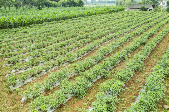 蔬菜基地