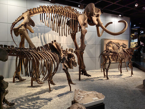 猛犸象远古动物化石
