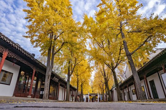 苏州虎丘景区秋季银杏树