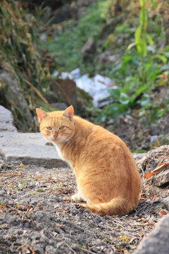 流浪橘猫