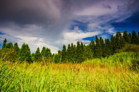 昆明国家湿地公园芦苇