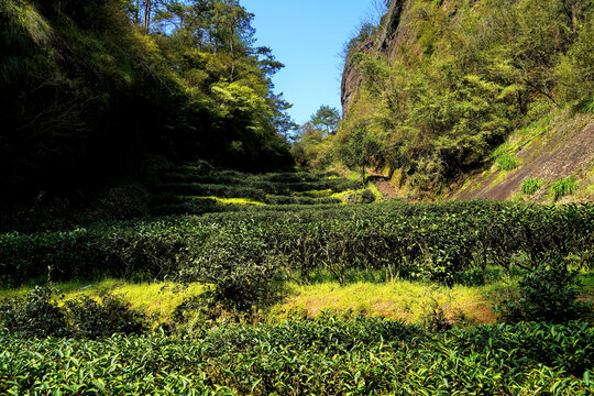 武夷山大红袍茶园