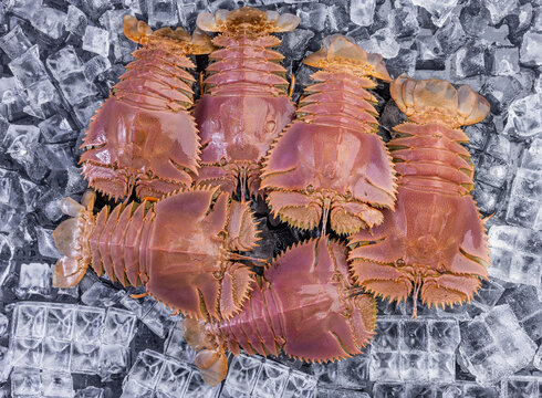 九齿扇虾