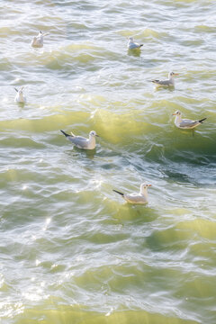 阳光下昆明滇池湖面的红嘴鸥