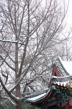 雪景