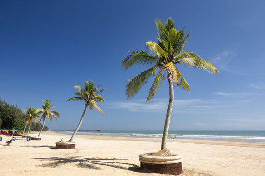 海滩边的椰树