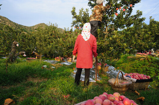 秋天摘苹果