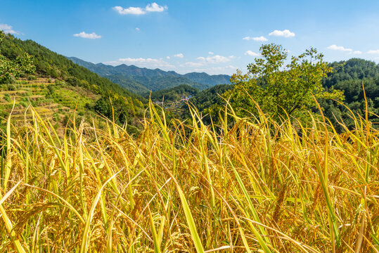 山区水稻田