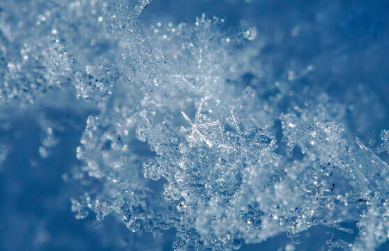 冬天雾凇雪花特写