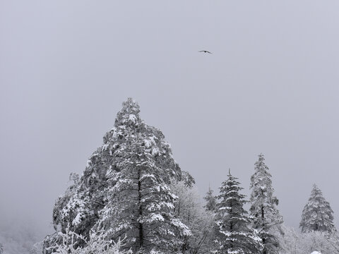 松树雪景乌鸦飞鸟