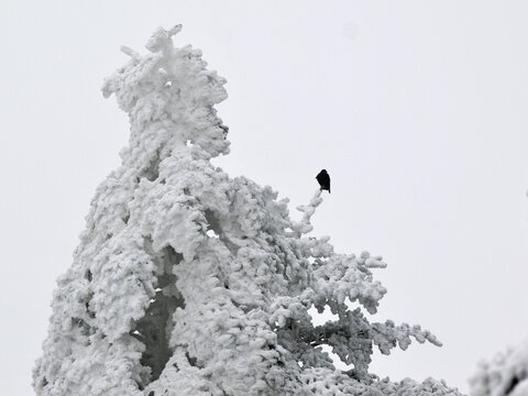 雪松乌鸦