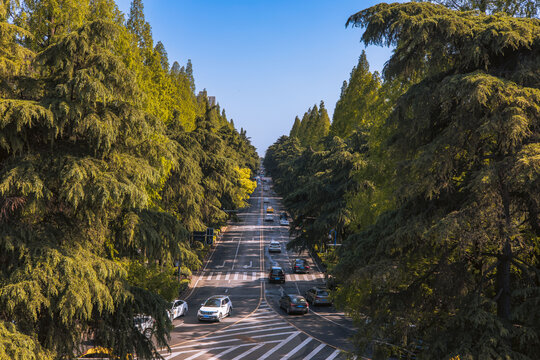 南京街头城市森林