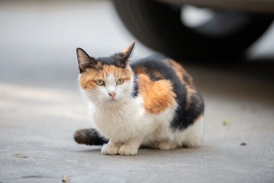 流浪猫