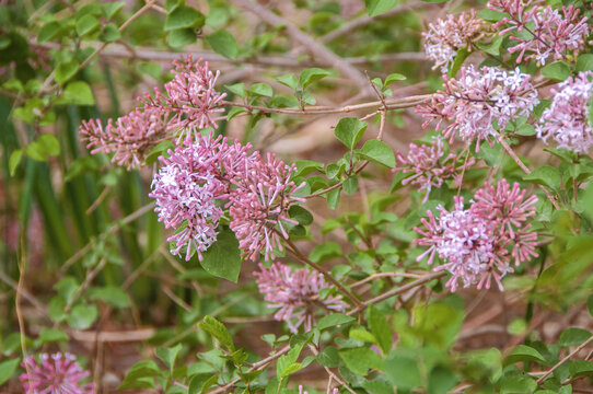 花叶丁香花枝