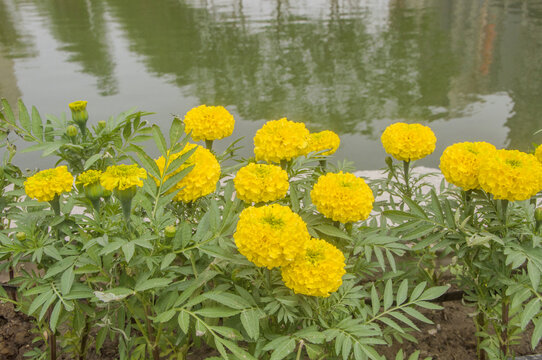 花丛万寿菊