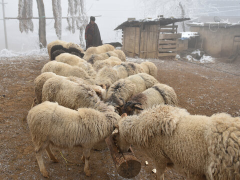 农村绵羊养殖户