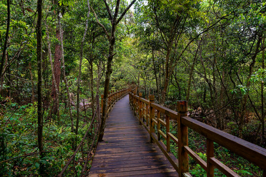 林间步道