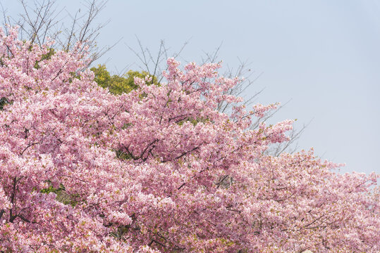 粉色樱花