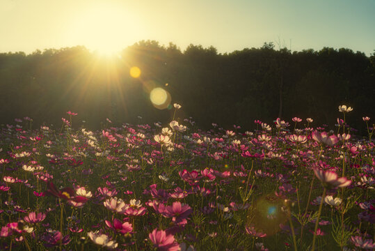 秋天格桑花花卉