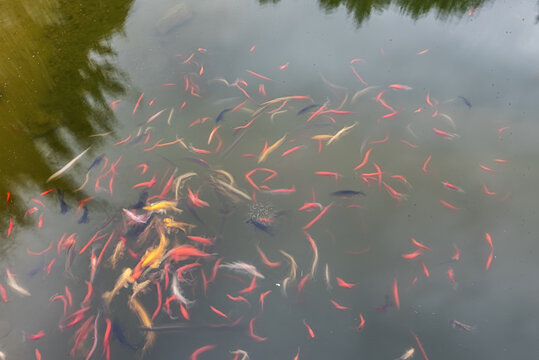 开州举子园景观鱼池自然风光