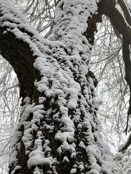 树挂雪