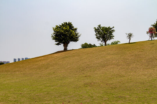 青秀山公园大草坪