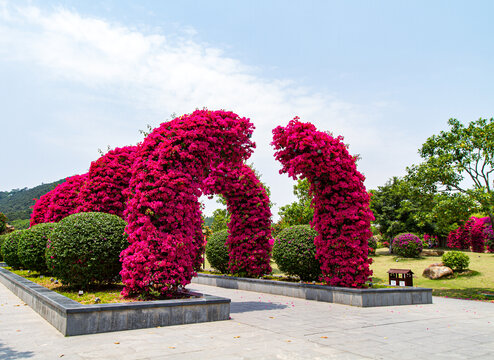 青秀山景区叶子花园叶子花拱门