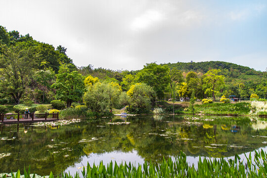 青秀山公园水莲花