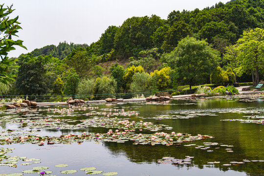 青秀山公园红睡莲