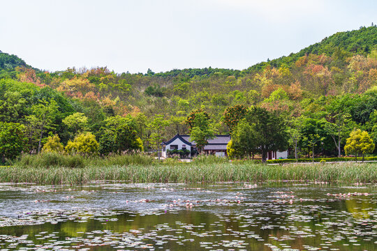 青秀山公园荷塘