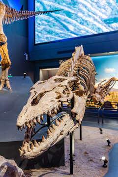 国家海洋博物馆的白垩纪苍龙化石