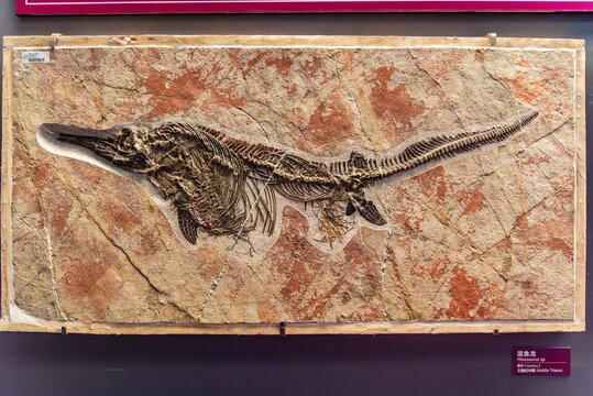 贵州三叠纪中期混鱼龙化石