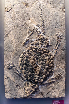 贵州三叠纪晚期中国豆齿龙化石