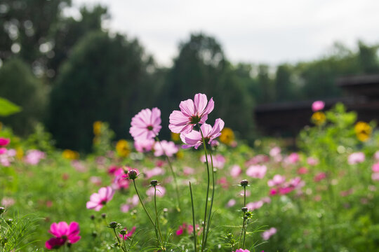 格桑花波斯菊秋英