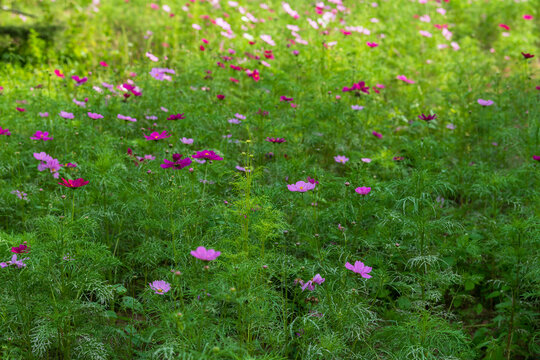 格桑花波斯菊秋英