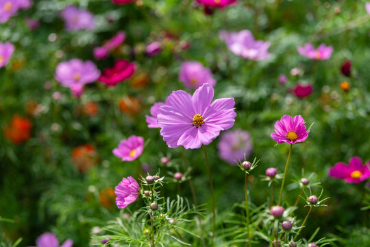 格桑花波斯菊秋英