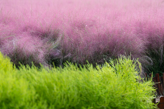 粉黛乱子草地肤草