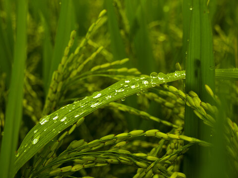 雨后稻穗