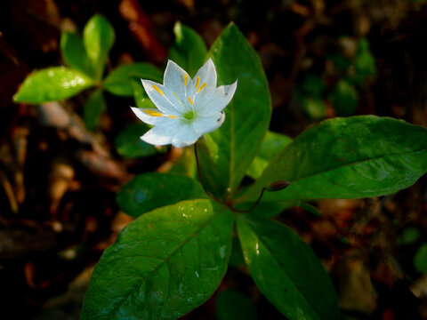 七瓣莲报春花科P1590390