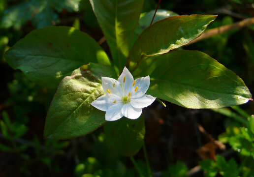 七瓣莲报春花科P1210516