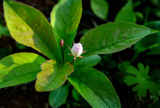 报春花科七瓣莲DSC08490