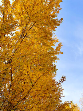 秋季杨树