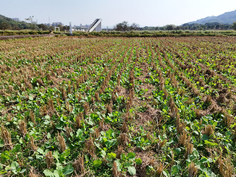 油菜种植