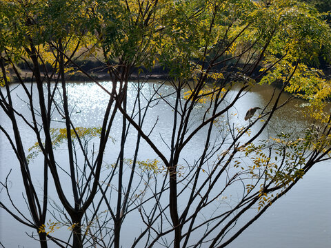 苦楝树上的池鹭