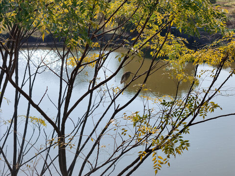 绿树池鹭