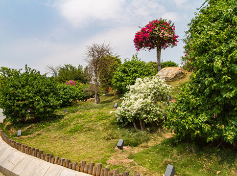 南宁青秀山叶子花园