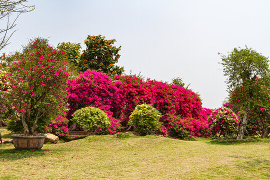 南宁青秀山叶子花园