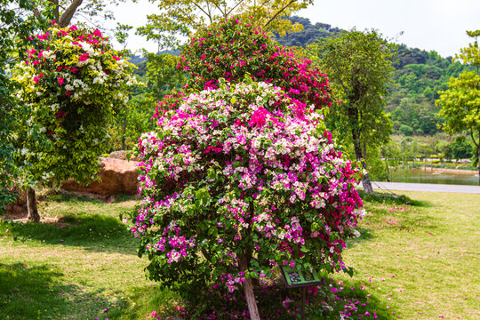 南宁青秀山叶子花