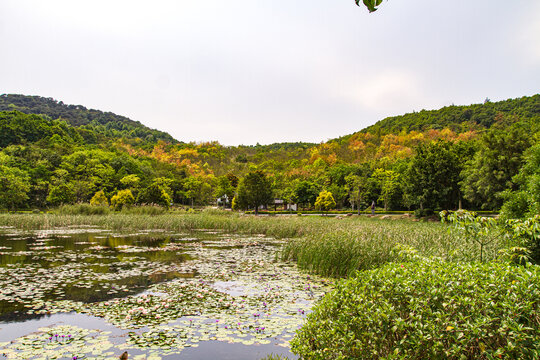 青秀山公园莲池风光