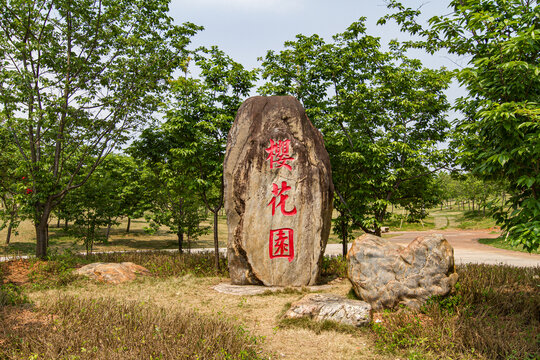 青秀山景区樱花园